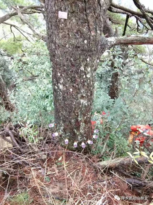 松树也打"预防针", 萍乡武功山景区防控松材线虫