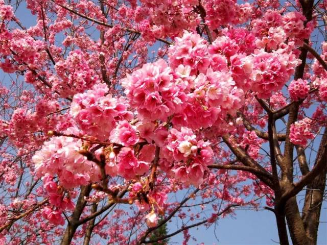 【图文】严尔高:玉泉山上樱花红