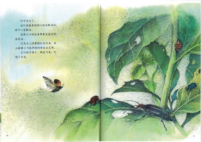 儿童绘本故事推荐《有一种植物叫龙葵》