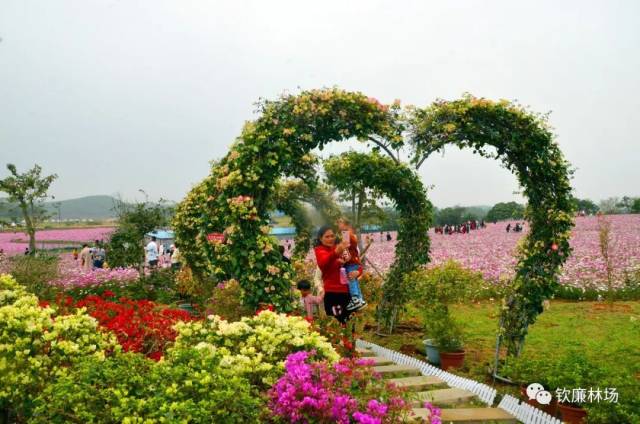 北部湾花卉小镇是钦廉林场重点打造的艺术人文特色旅游度假区,距离