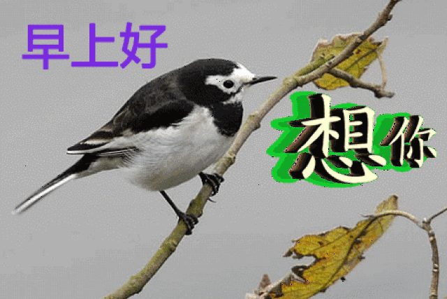 周三早上好问候祝福动态表情图片周三早安问候语温馨句子