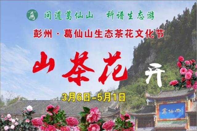葛仙山数万山茶花盛开迎客,成都人自驾来把整个春天都