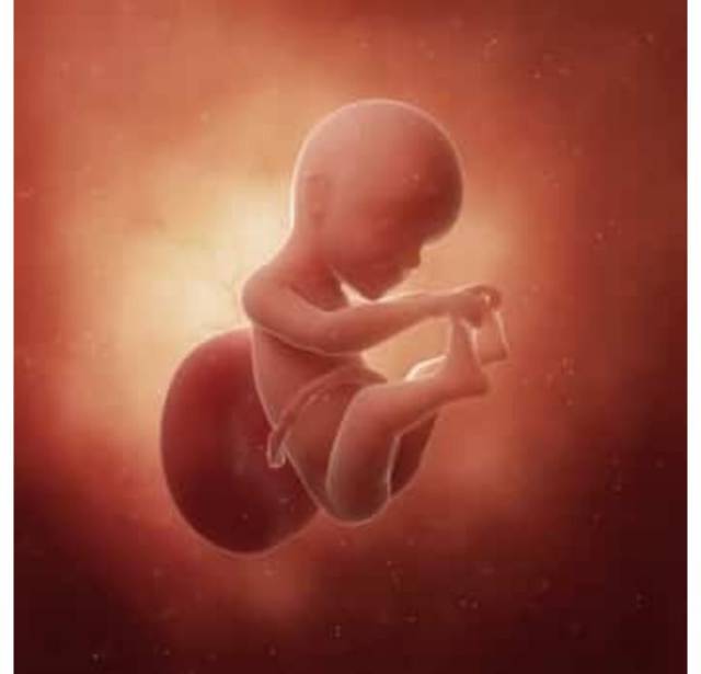 b超孕25周的双胞胎胎儿影像图▼