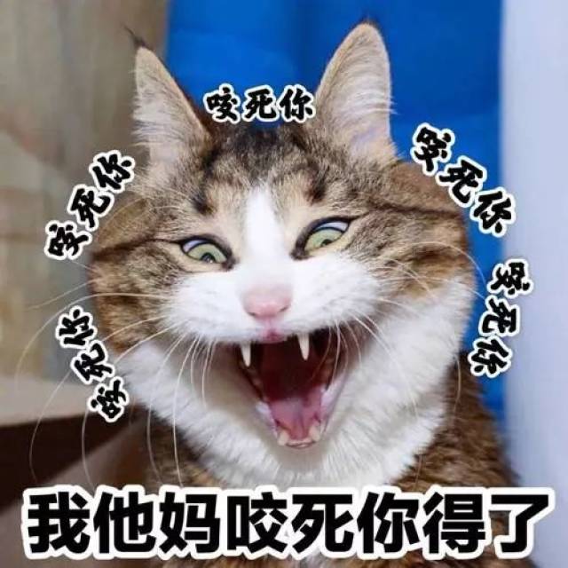 猫咪生气会有什么表现?我要怎么哄它呢?