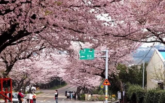 樱花大道