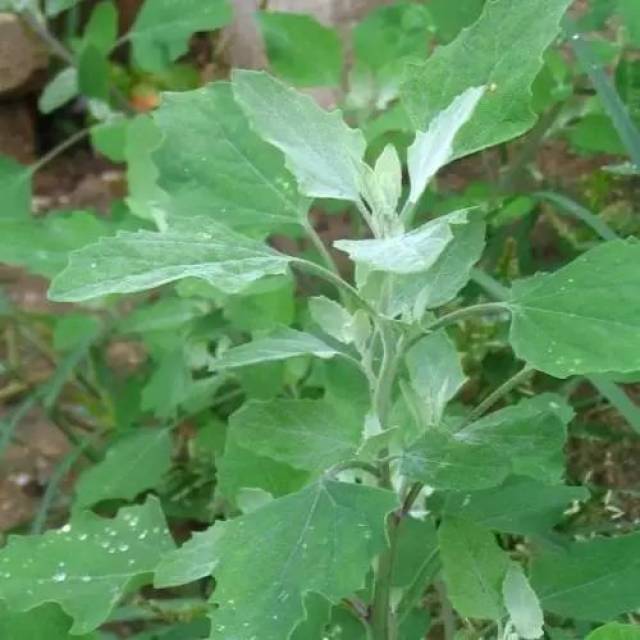 灰灰菜