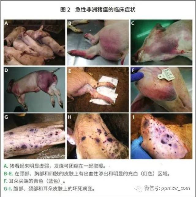 【技术】非洲猪瘟临床症状及图片?非洲猪瘟防控措施有