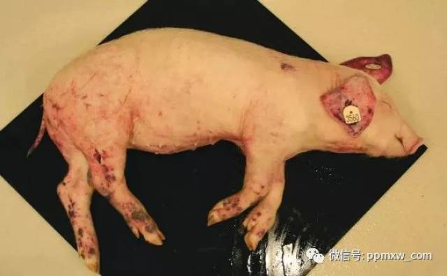 技术非洲猪瘟临床症状及图片非洲猪瘟防控措施有哪些