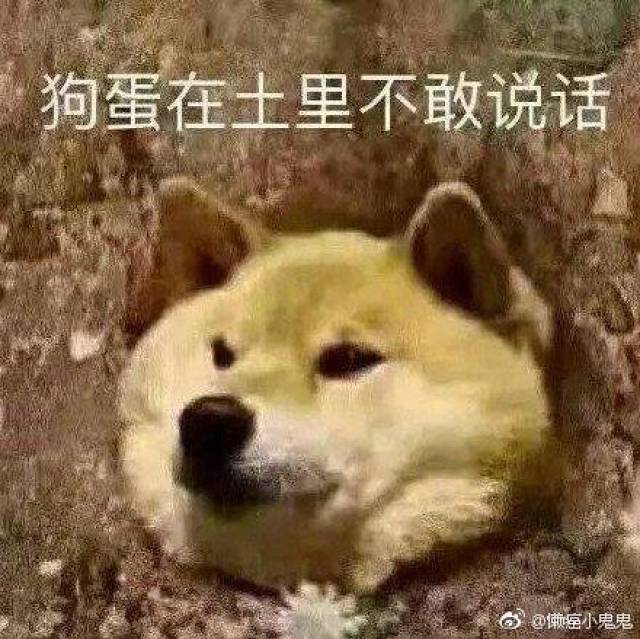 呆萌柴犬表情包:下面听我说,我们都是狗