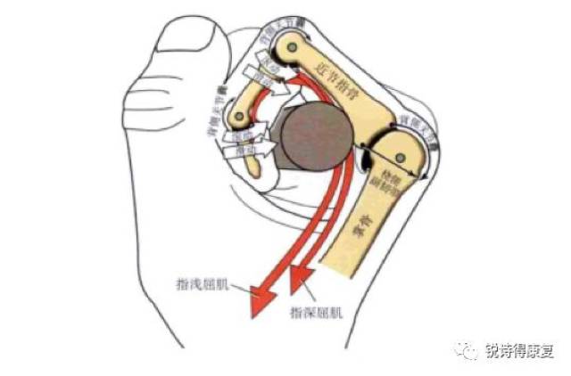 其余四指有掌指关节,近端指间关节和远端指间关节.