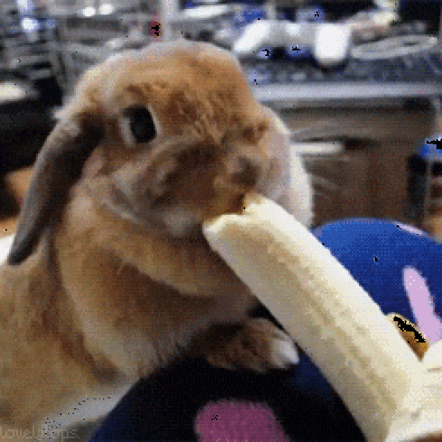 搞笑gif: 见过兔子吃胡萝卜,但你见兔子吃香蕉吗