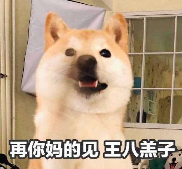 呆萌柴犬表情包:下面听我说,我们都是狗