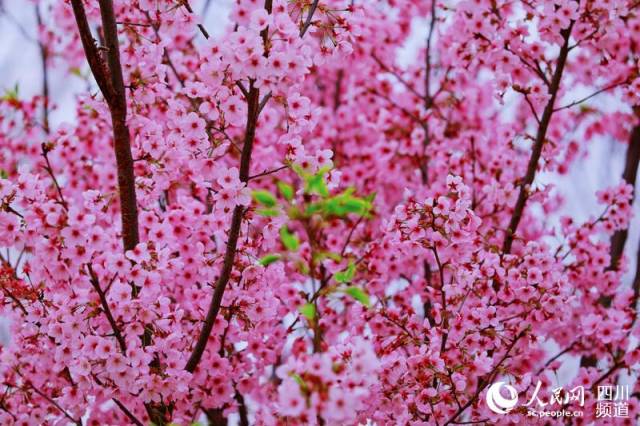 浪漫樱花再度袭来 下周相约四川第三届眉山樱花节