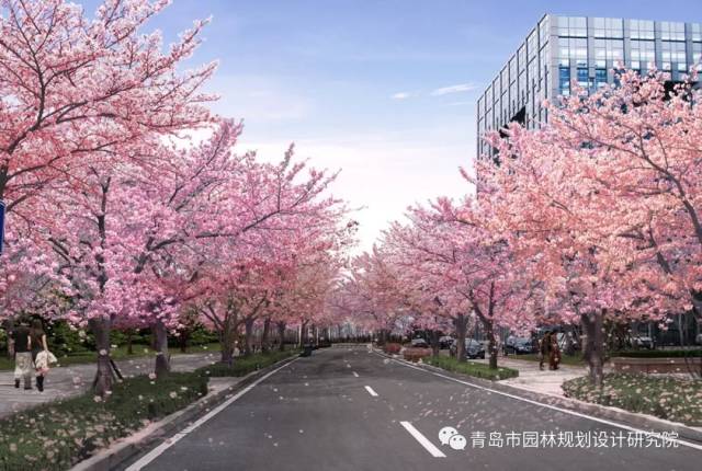 进场路行道树备选品种-银杏(冬景)
