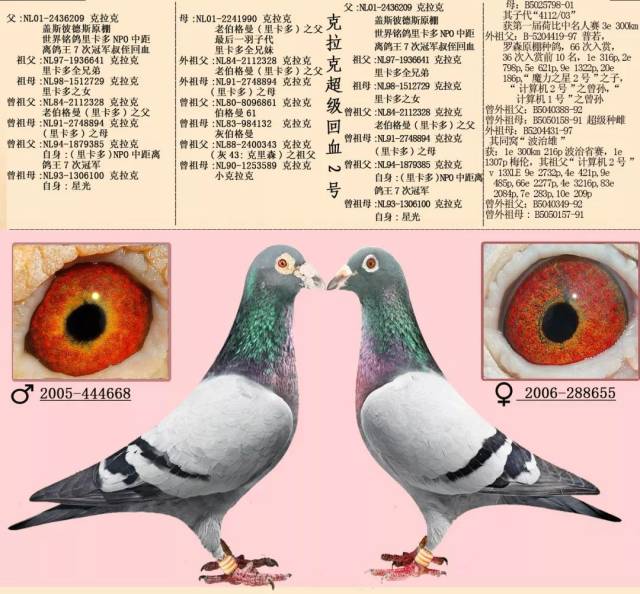 【图集】16组超级黄金配对例子,血统鸽眼体型解析