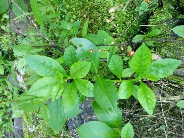 野菜种植:适合人工种植的野菜有哪些 导语:野菜一年四季都