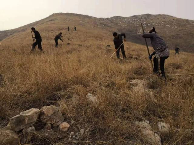 在邢台县浅山丘陵区,在环城乡镇,在西部山区,整地,挖坑,备苗,种树等