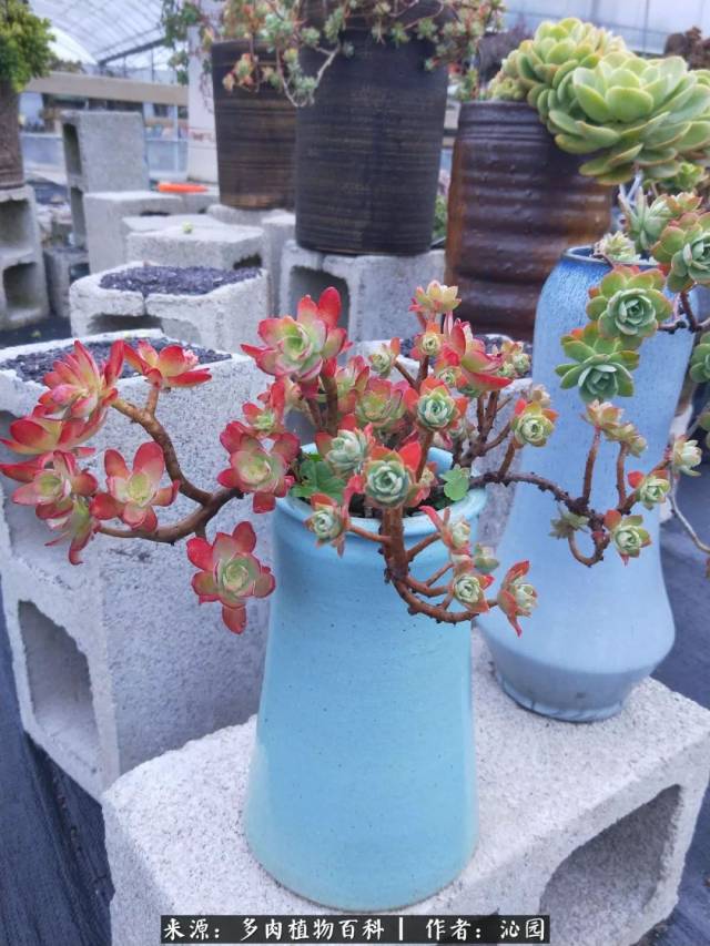 看过来,如何给多肉悬崖桩们换盆?附简单操作和解说!