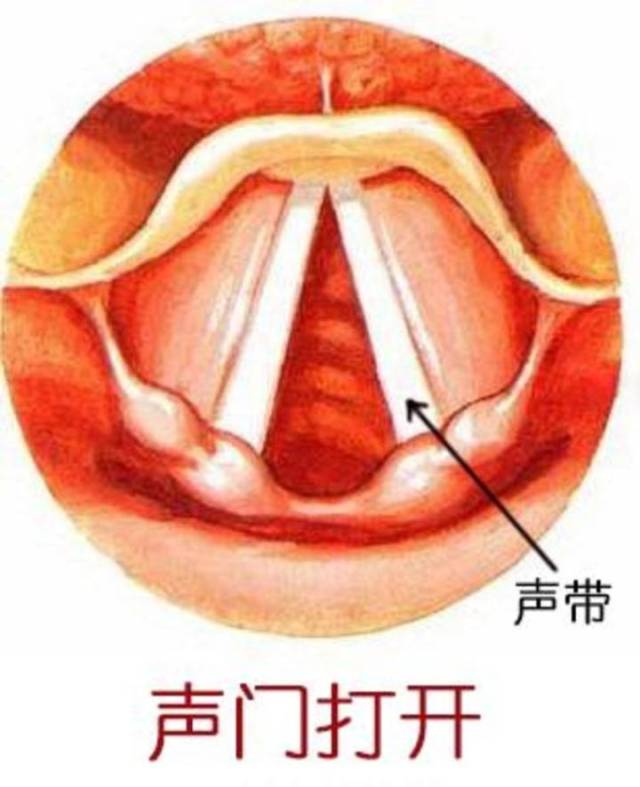 首先要了解声门,气流的不同状态会产生怎样的声音.