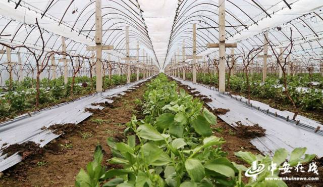 3月2日,在阜阳市颍东区枣庄镇杭伟种植专业合作社大棚蔬菜种植基地内