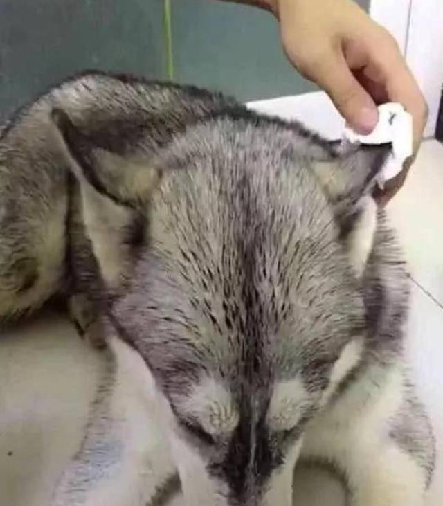 二哈在外面打架打输了,它哭着跑回家,这也太怂