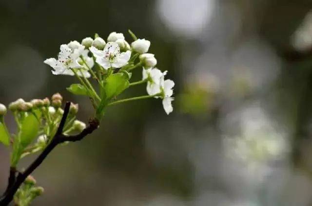 节气| 惊蛰三花信:一候桃花,二候棠棣,三候蔷薇