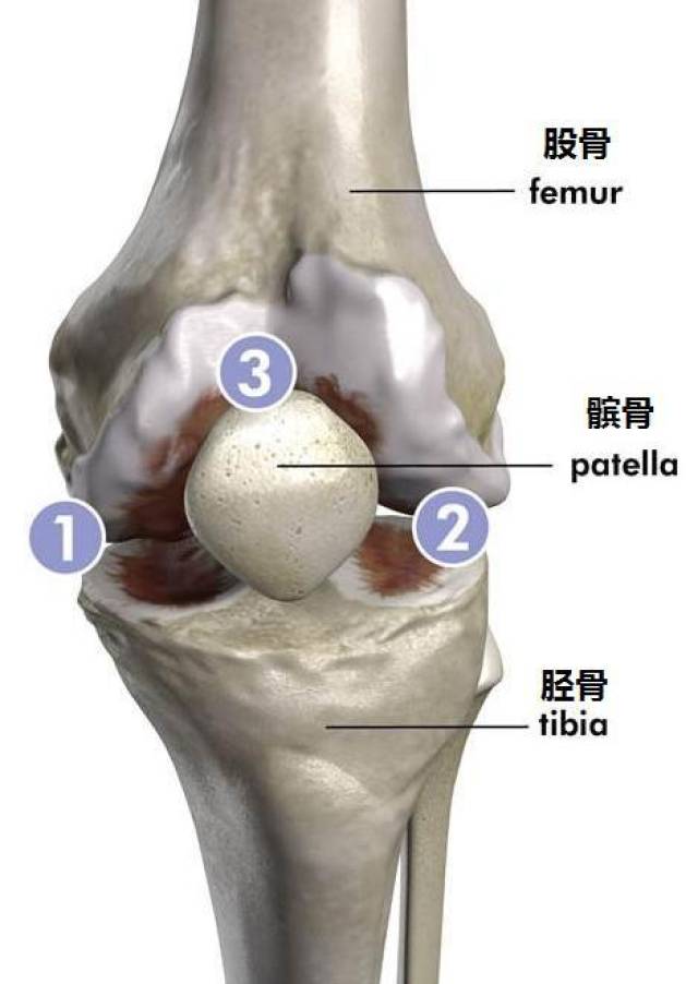 2,外侧间室(你膝关节的外侧部分) 3,髌股关节(膝盖骨后面)