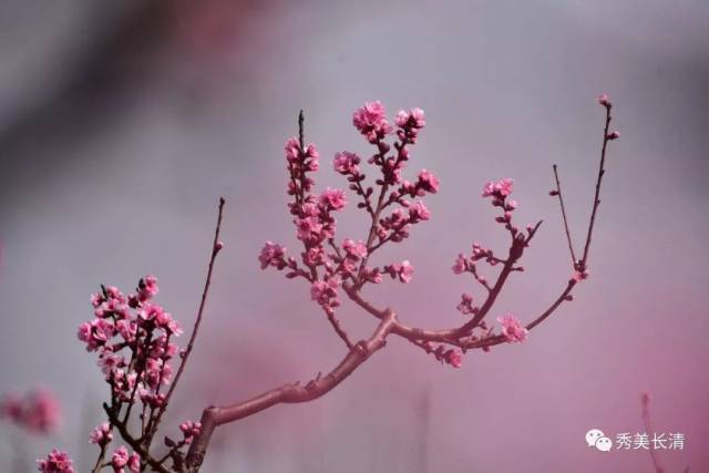 马山桃花