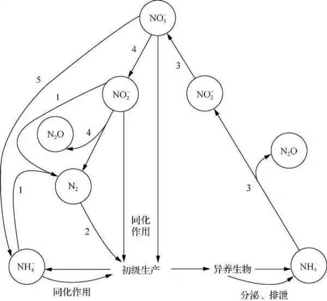 海洋氮循环(voss and montoya,2009)