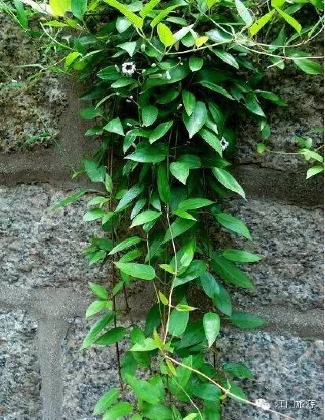 鸡屎藤又叫鸡矢藤,是一种粗生的植物,在南方尤其是五邑地区最多,常见