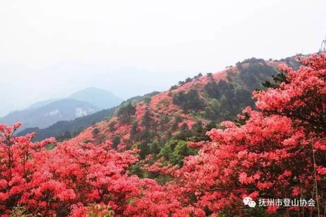 (门票半价优惠)2019年4月20-21日革命摇篮井冈山杜鹃花节汽车2日游