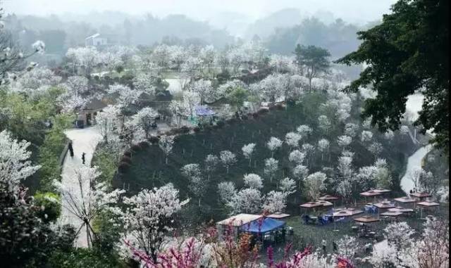 那就是丹林樱花谷