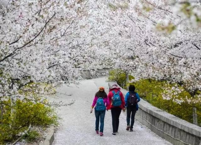 樱花山风景区座落于山东省邹平市西董街道办事处西两公里,总面积3600