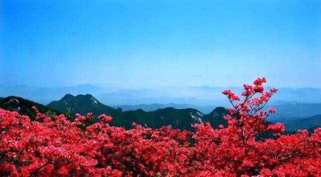 想看映山红去哪里?