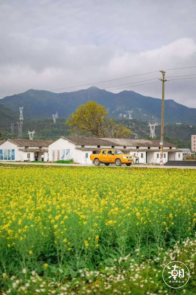 踏青去!深圳100000㎡金色油菜花全面盛放!