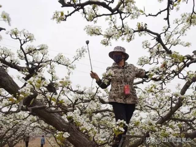 3,人工辅助授粉:先采授粉梨树的铃铛花蕾,去花瓣及杂物,将花药放在