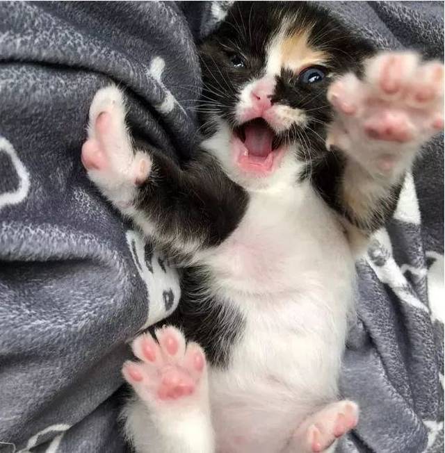 一只快冻死的小奶猫从被救的那一刻起就一直面带微笑