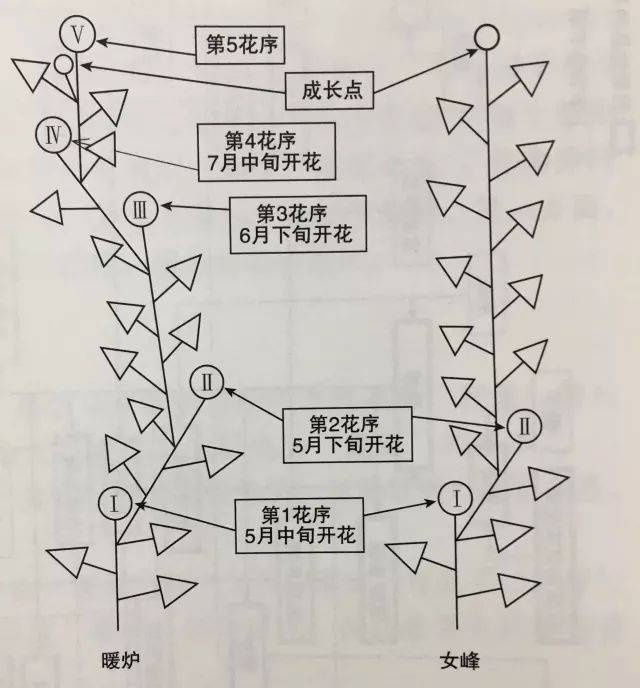 单季草莓开花一般发生在第一,第二花序,第二花序后就会从生殖生长