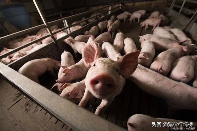 00 广东省 三水区 公斤外三元 39.70 广西 平乐县 公斤外三元 40.