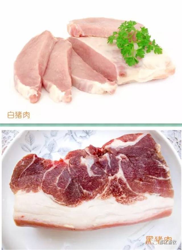 黑猪肉比白猪肉好吃理由