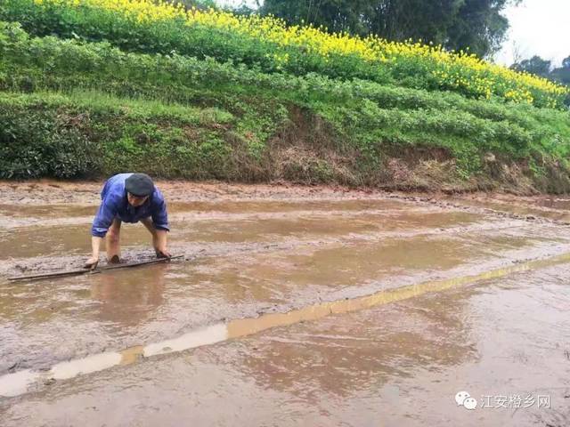 是一片忙碌的景象 惊蛰已过,春雨渐歇 农户们忙趁着这几天 开始平秧田