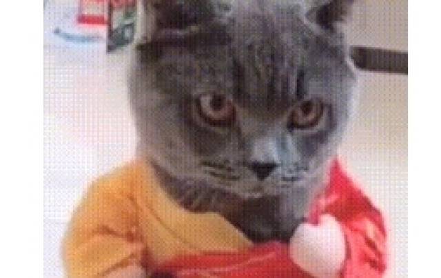 网友给自家猫咪做了一套袈裟,下一秒猫咪的表情逗死了