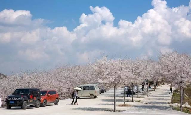 平坝农场樱花季即将开启.