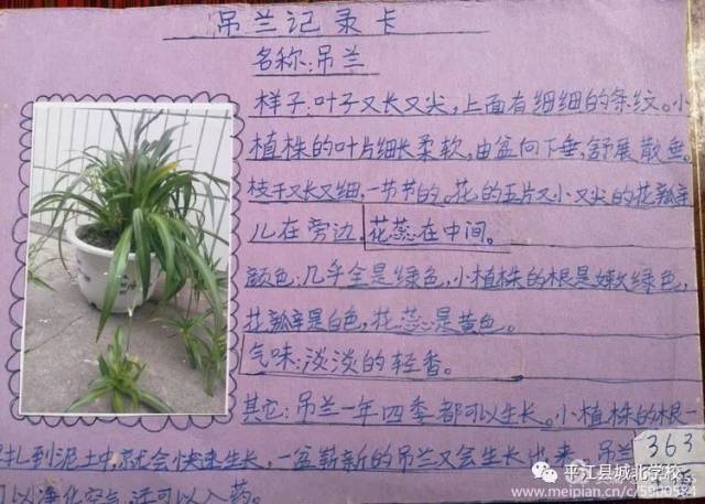 【留住春天】城北学校三年级363班"植物记录卡"优秀作业展