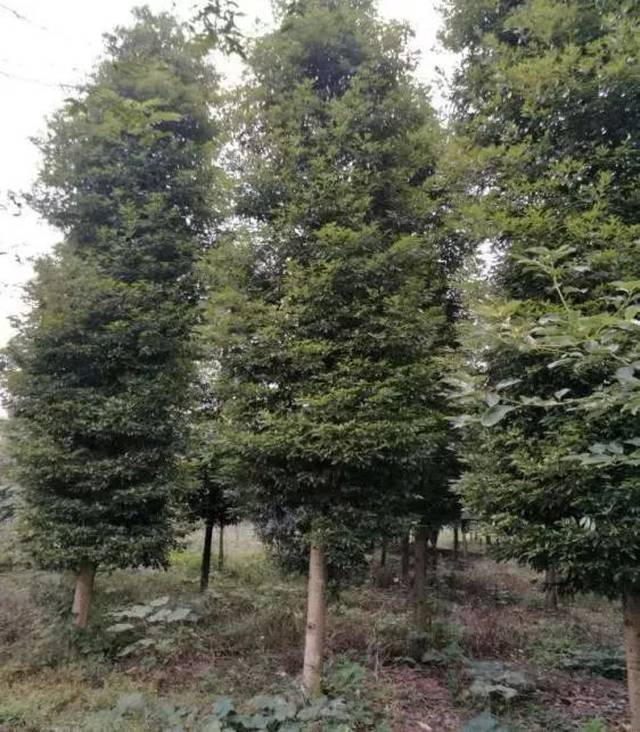 2  桢楠树是樟科楠木属的珍贵树种,国家二级保护植物.