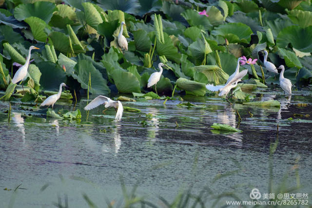 烟台福山区内夹河湿地公园的一处,栖息着很多白鹭