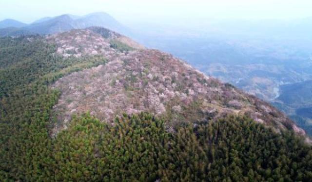 湖北省崇阳县境内有十万亩野樱花,分布在当地金沙,青山,铜钟,港口等