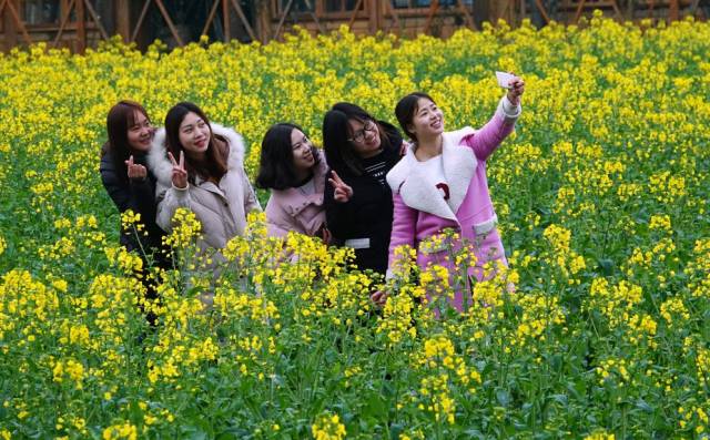 以花为媒,明日古蔺双沙菜花节邀您共赏美景!