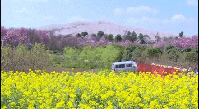 中国这片超越日本的樱花海上了bbc,惊艳