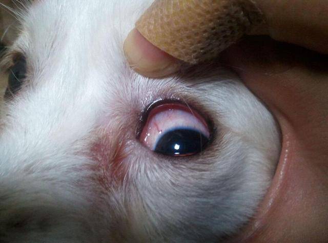 狗狗眼睛有这些情况,你就要留意了,它可能是生病了!